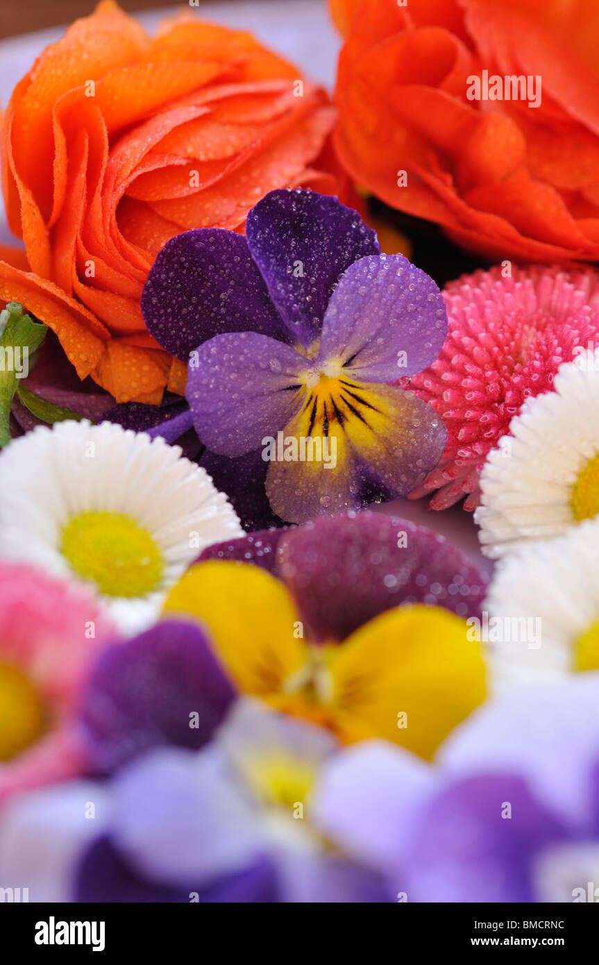 Horned pansies (Viola cornuta), common daisy (Bellis perennis) and turban buttercup (Ranunculus asiaticus 'Gambit Mix'), cut flowers on a plate Stock Photo