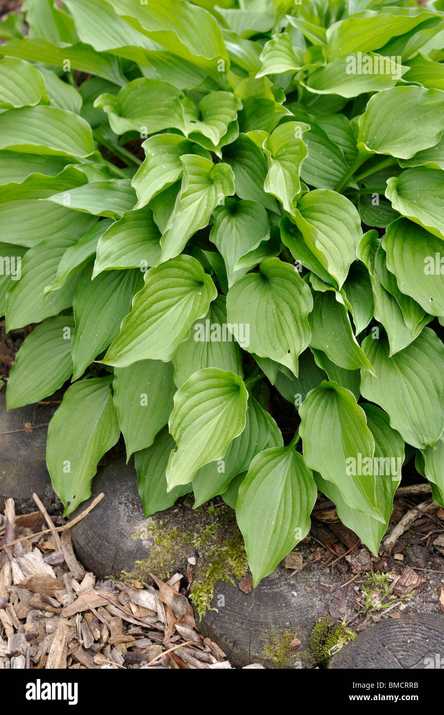 Plantain lily (Hosta nakaiana) Stock Photo