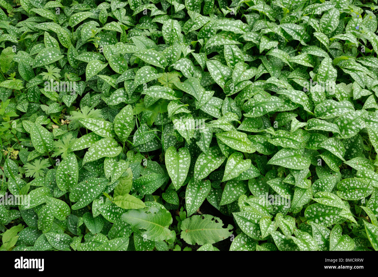 Common lungwort (Pulmonaria officinalis) Stock Photo