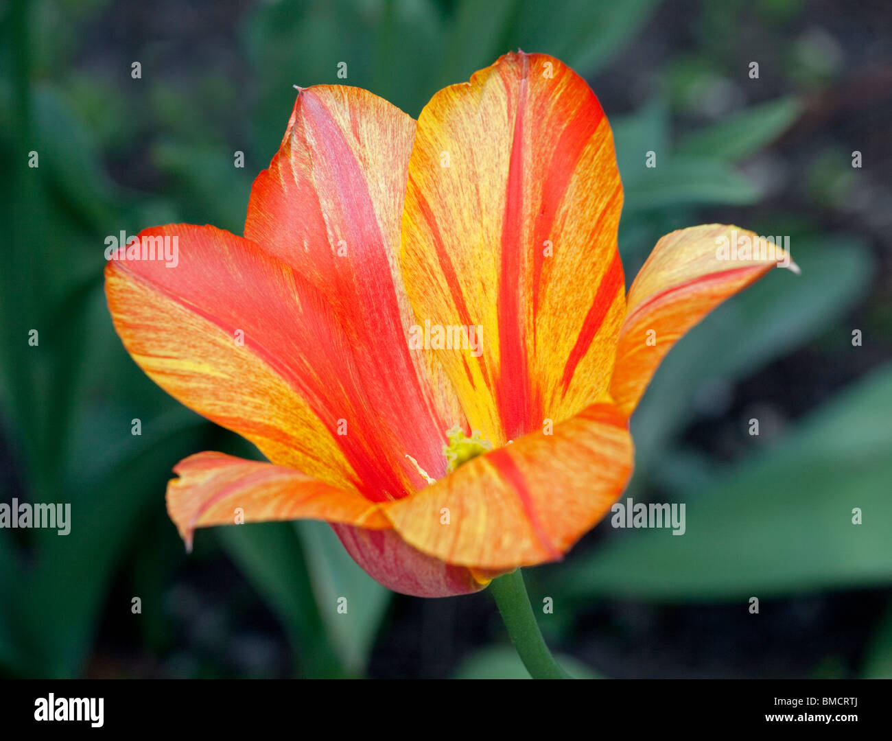 Orange and Red Striped Tulip Stock Photo
