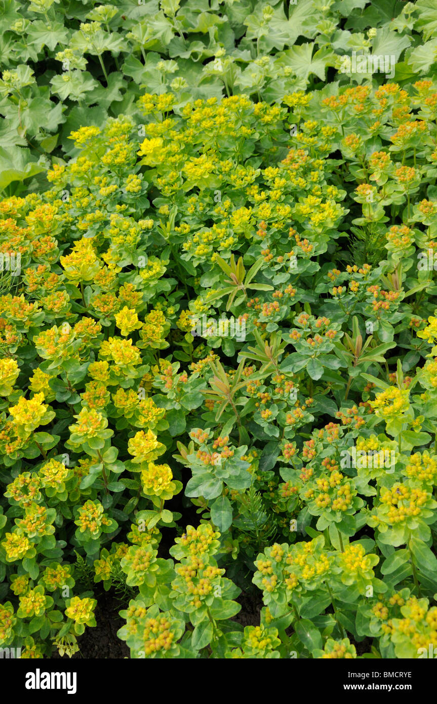 Cushion spurge euphorbia polychroma hires stock photography and images