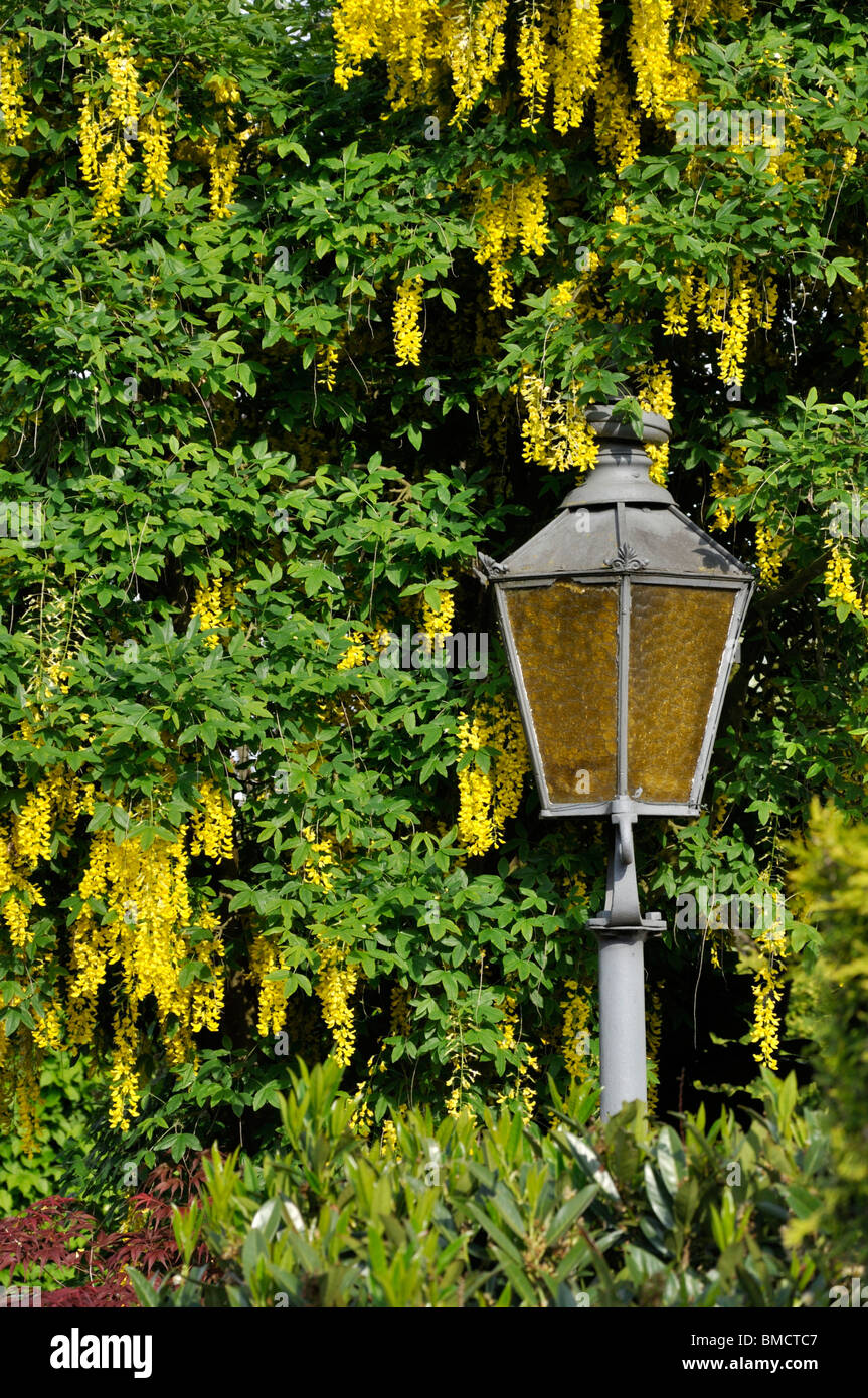 Common laburnum (Laburnum anagyroides) Stock Photo