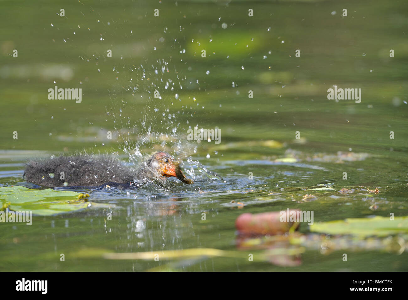 Young common coot (Fulica atra) shaking a newt before to swallow it Stock Photo