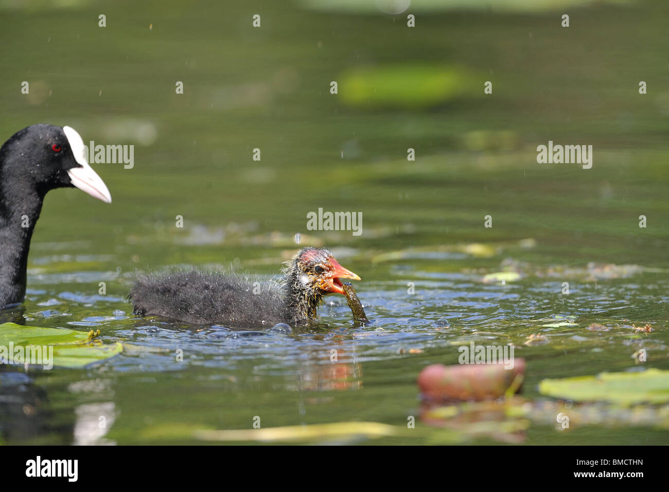 Young common coot (Fulica atra) eating a newt Stock Photo