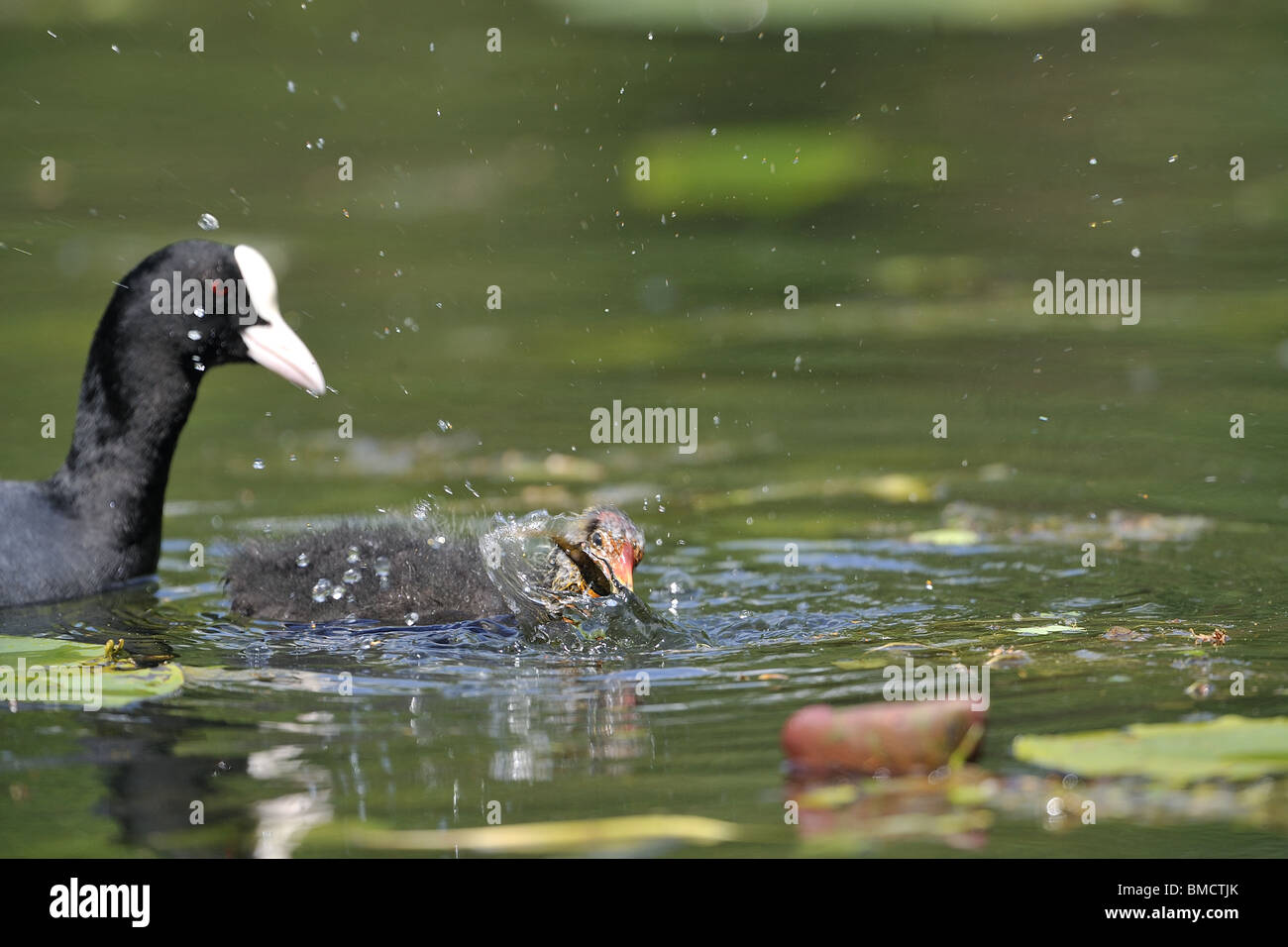 Young common coot (Fulica atra) eating a newt Stock Photo
