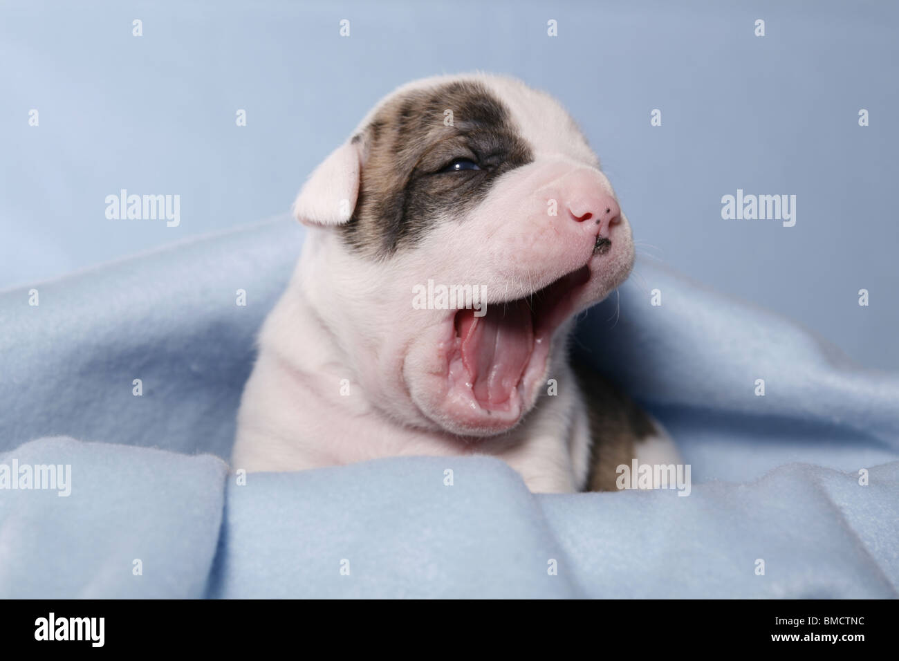 baby american bulldog