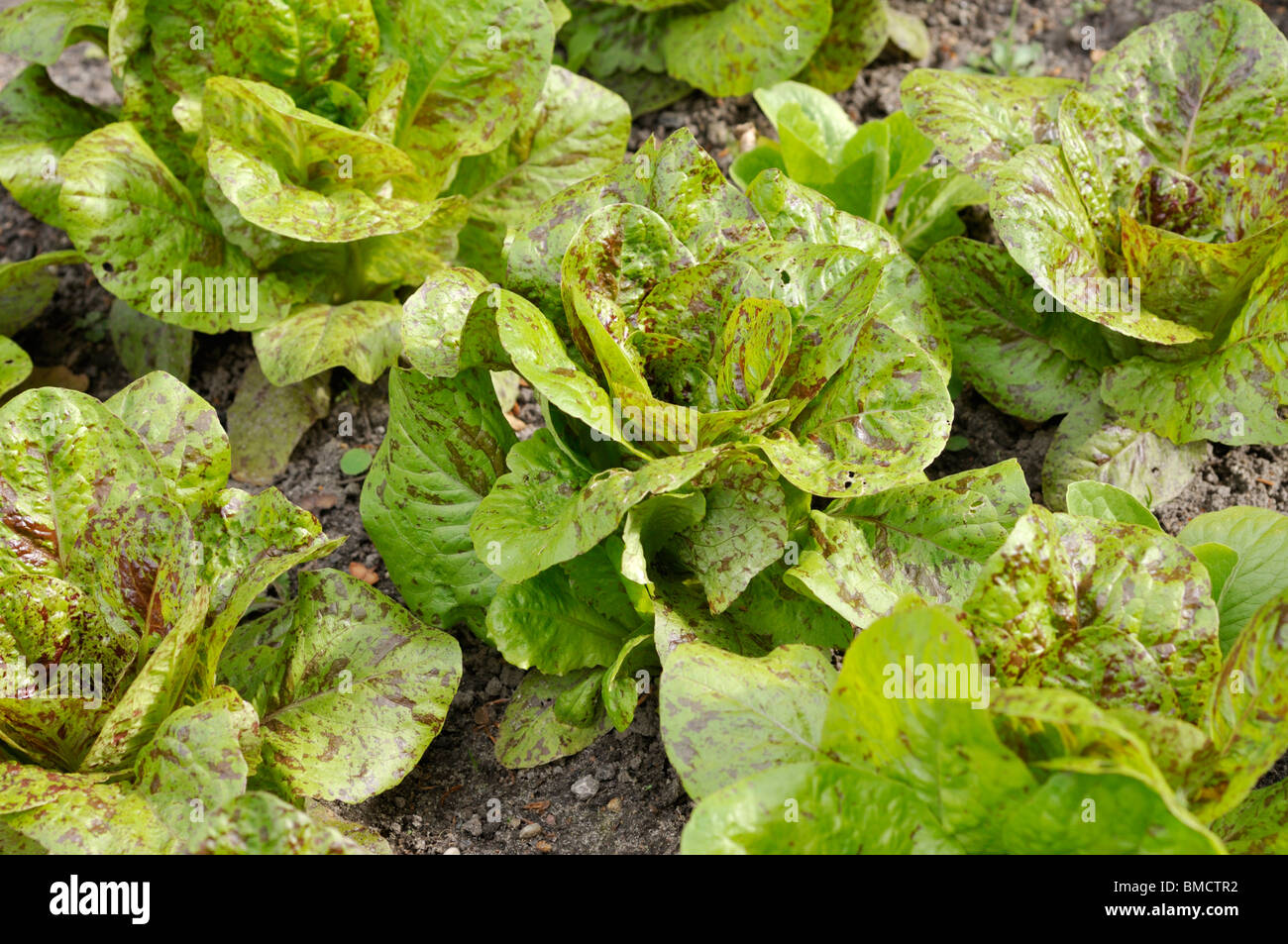 Cos lettuce (Lactuca sativa var. longifolia) Stock Photo