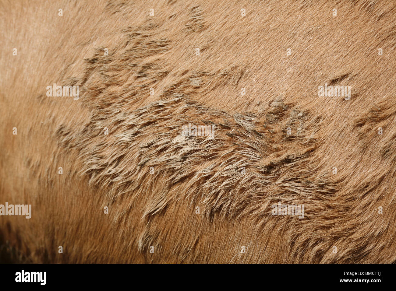 Dreck / dirty horse Stock Photo