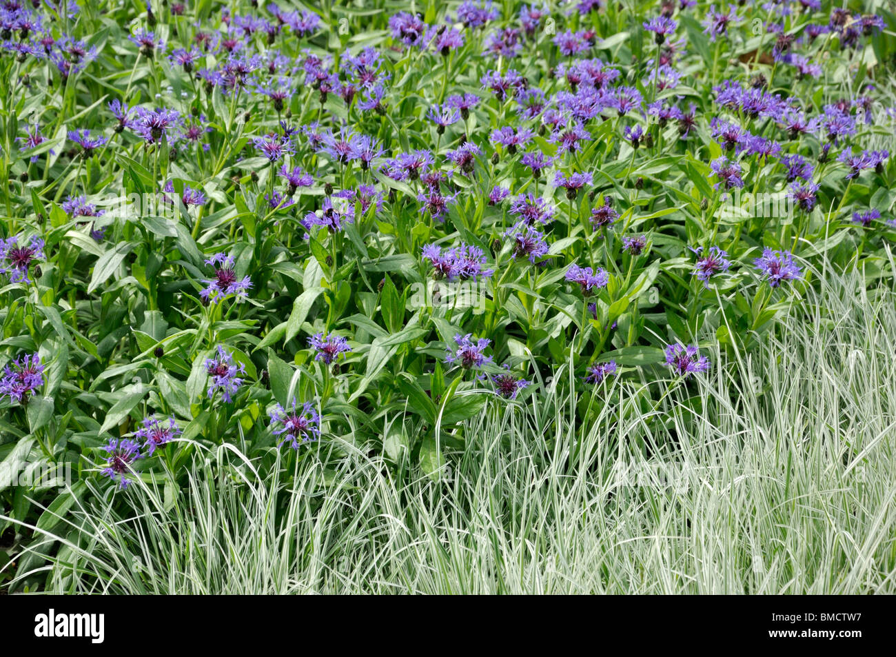 Mountain knapweed (Centaurea montana 'Grandiflora') and false oat grass (Arrhenatherum elatius 'Variegata') Stock Photo