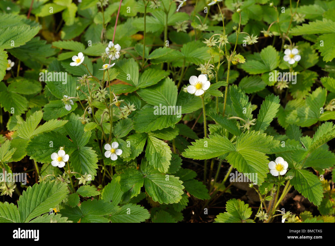 Alpine strawberry (Fragaria vesca) Stock Photo
