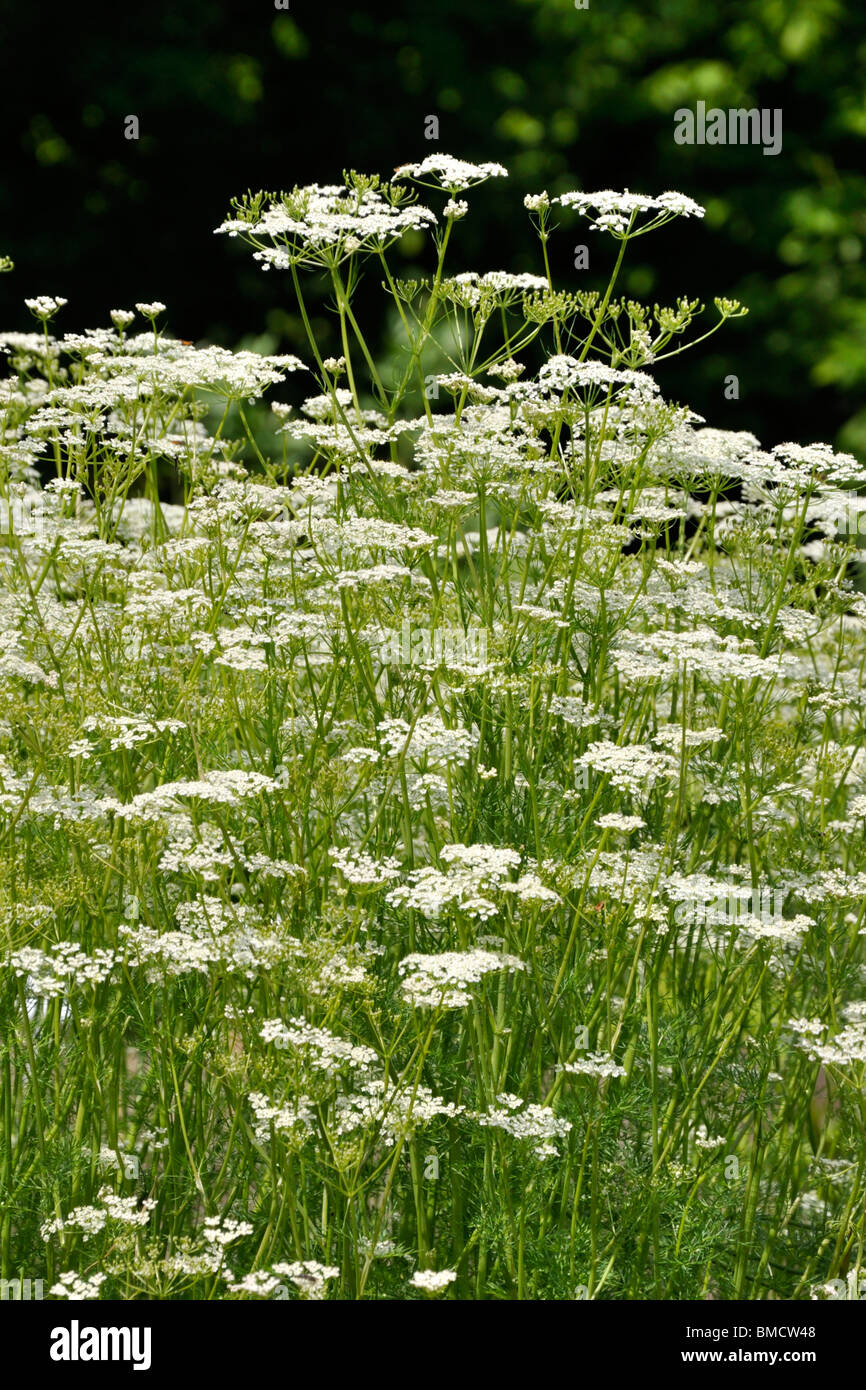 Caraway plant stock photography images - Alamy