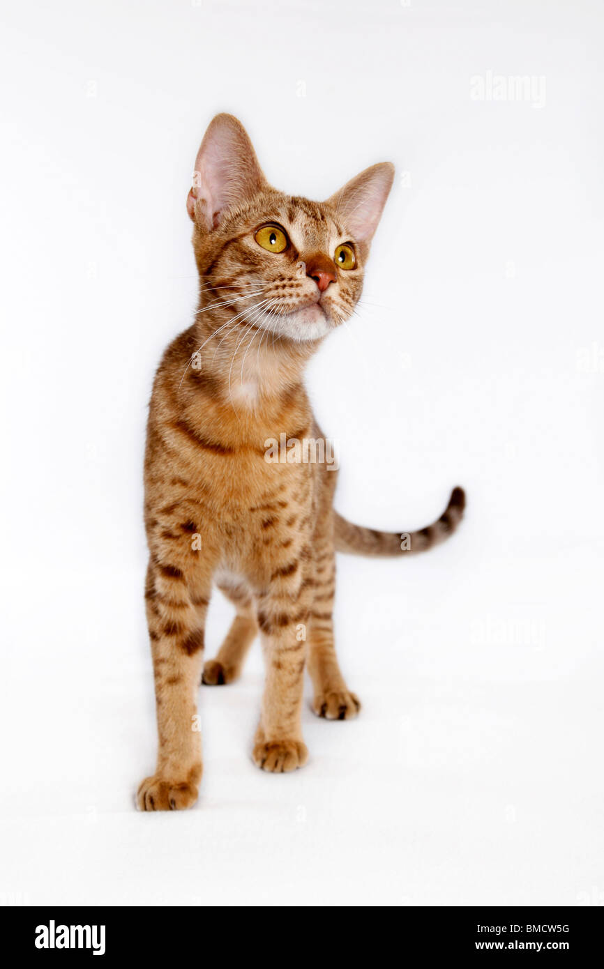 stehende Ocicat / standing Ocicat Stock Photo