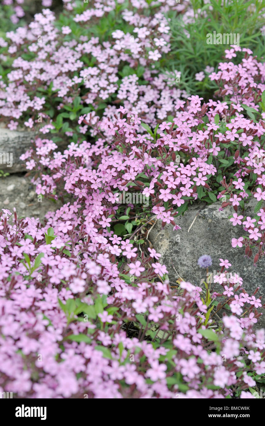 Rock soapwort (Saponaria ocymoides) Stock Photo