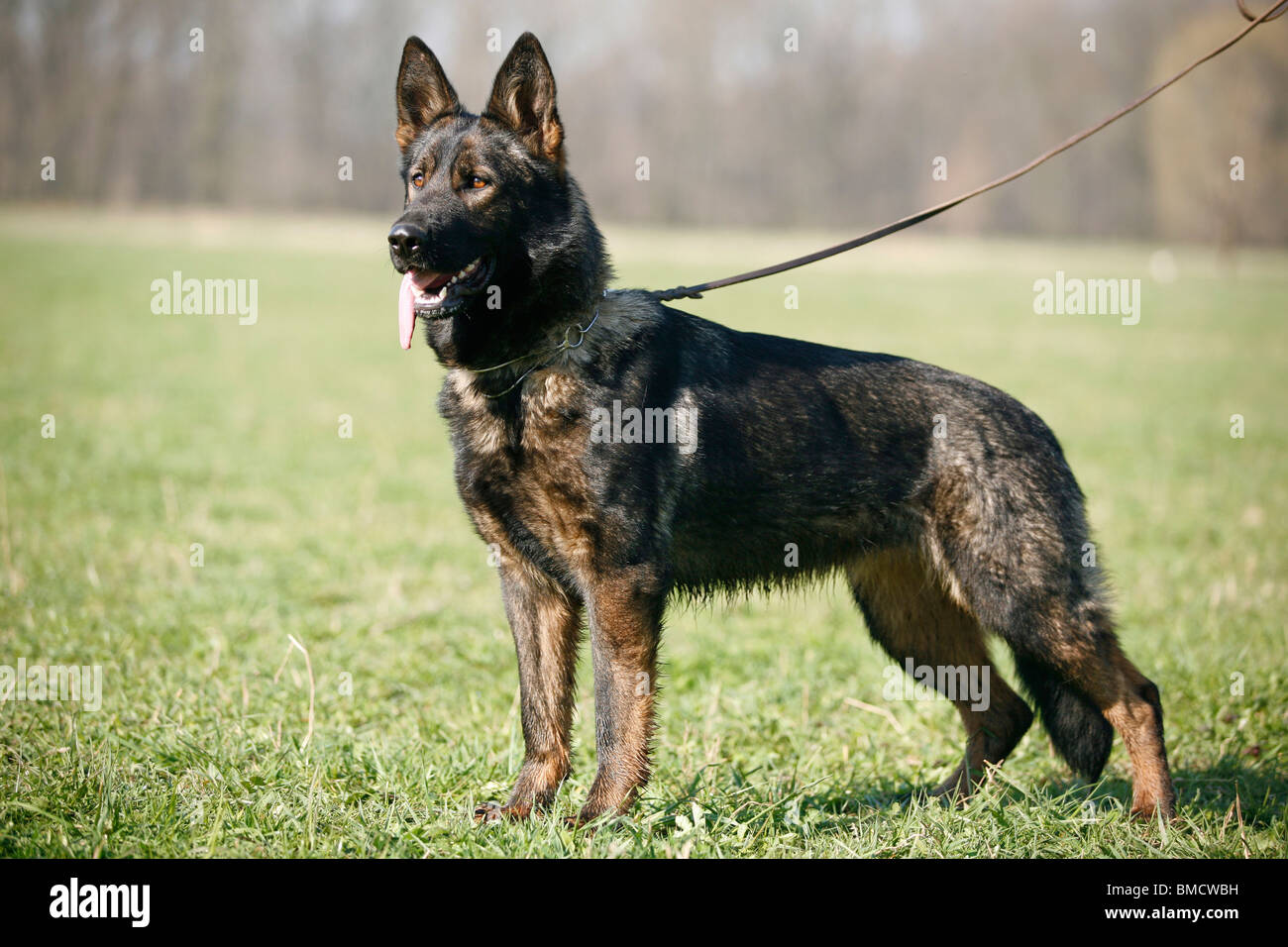 Deutscher Schäferhund / German Shepherd Stock Photo