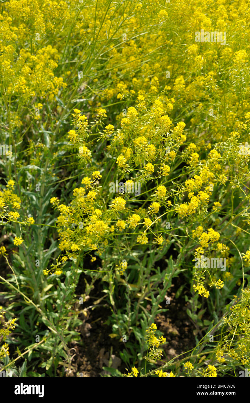 Common dyer's weed (Isatis tinctoria) Stock Photo