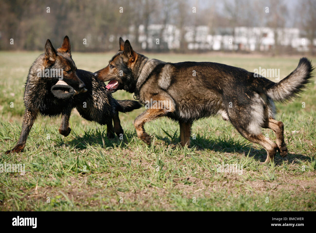 Deutscher Schäferhund / German Shepherd Stock Photo