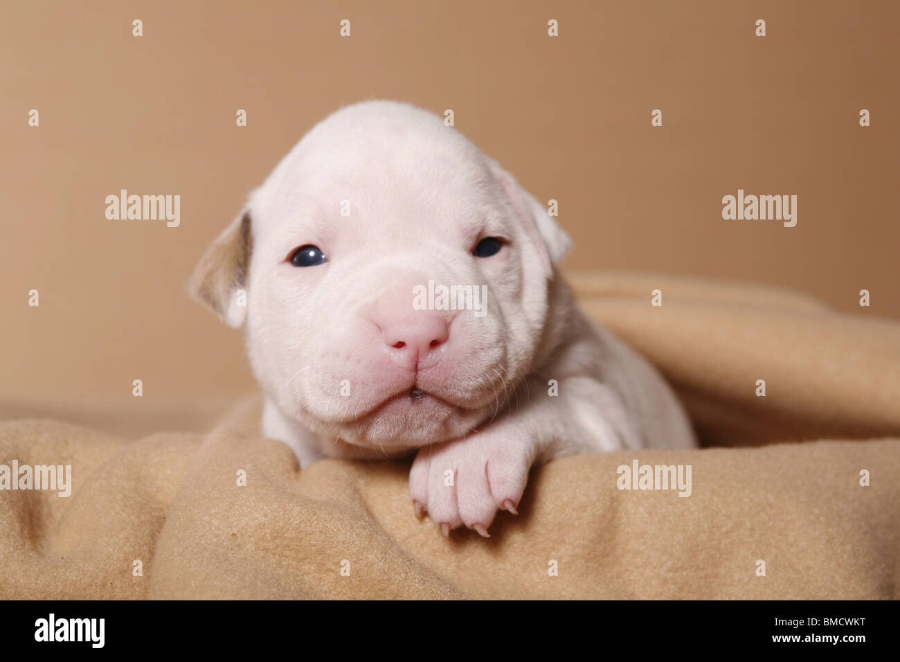 American Bulldog Baby Stock Photo Alamy