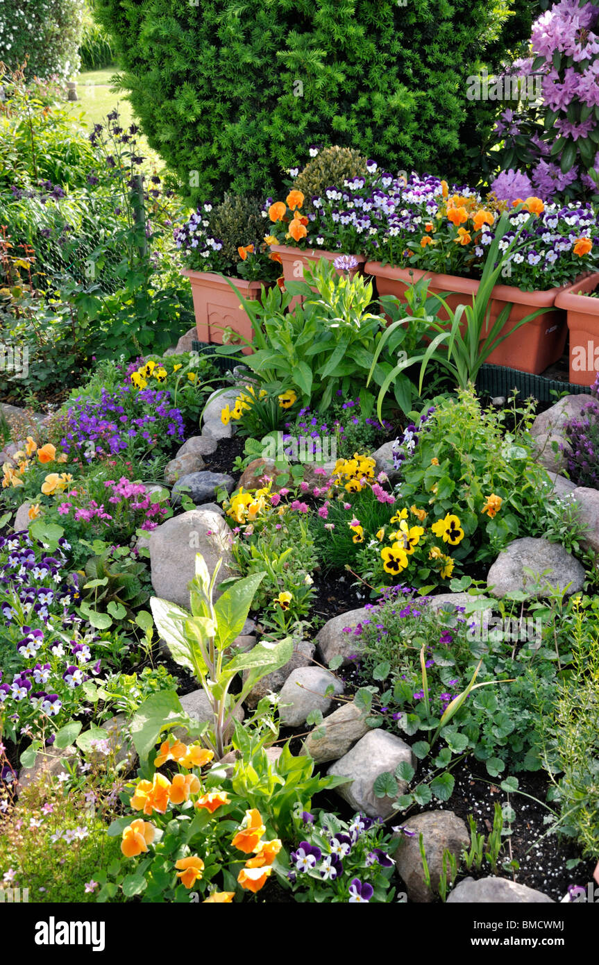 Garden pansy (Viola x wittrockiana) and horned pansies (Viola cornuta) in a rockery Stock Photo