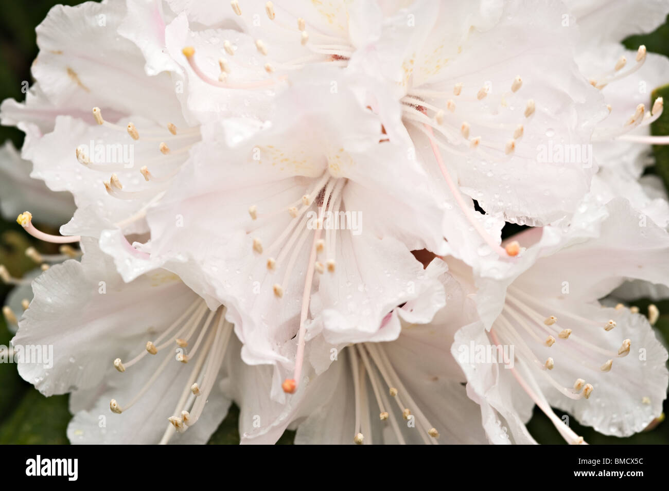 Closeup of Rhododendron Cunninghams White Flowers in Bergen Arboretum Norway Stock Photo