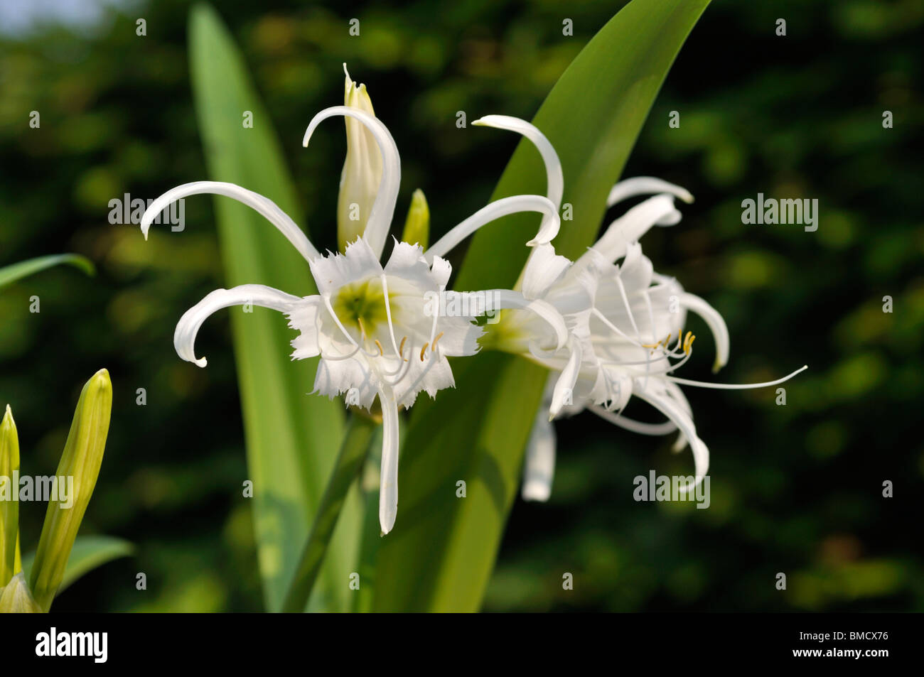 Spider lily (Hymenocallis x festalis) Stock Photo