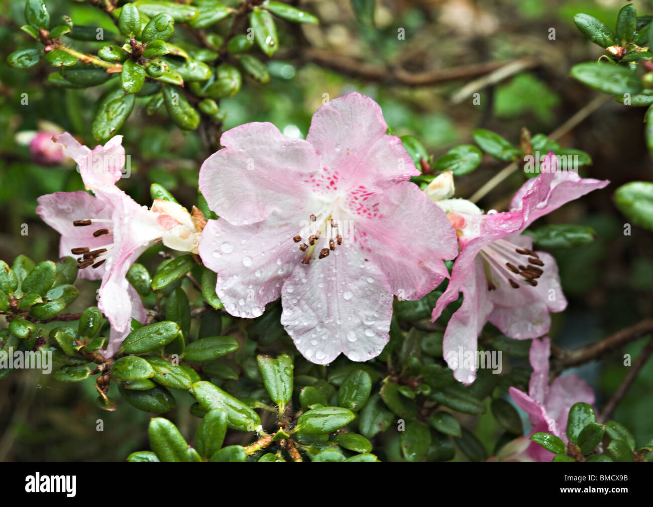 Closeup of Rhododendron Dendrocharis Flowers in Bergen Arboretum Norway Stock Photo