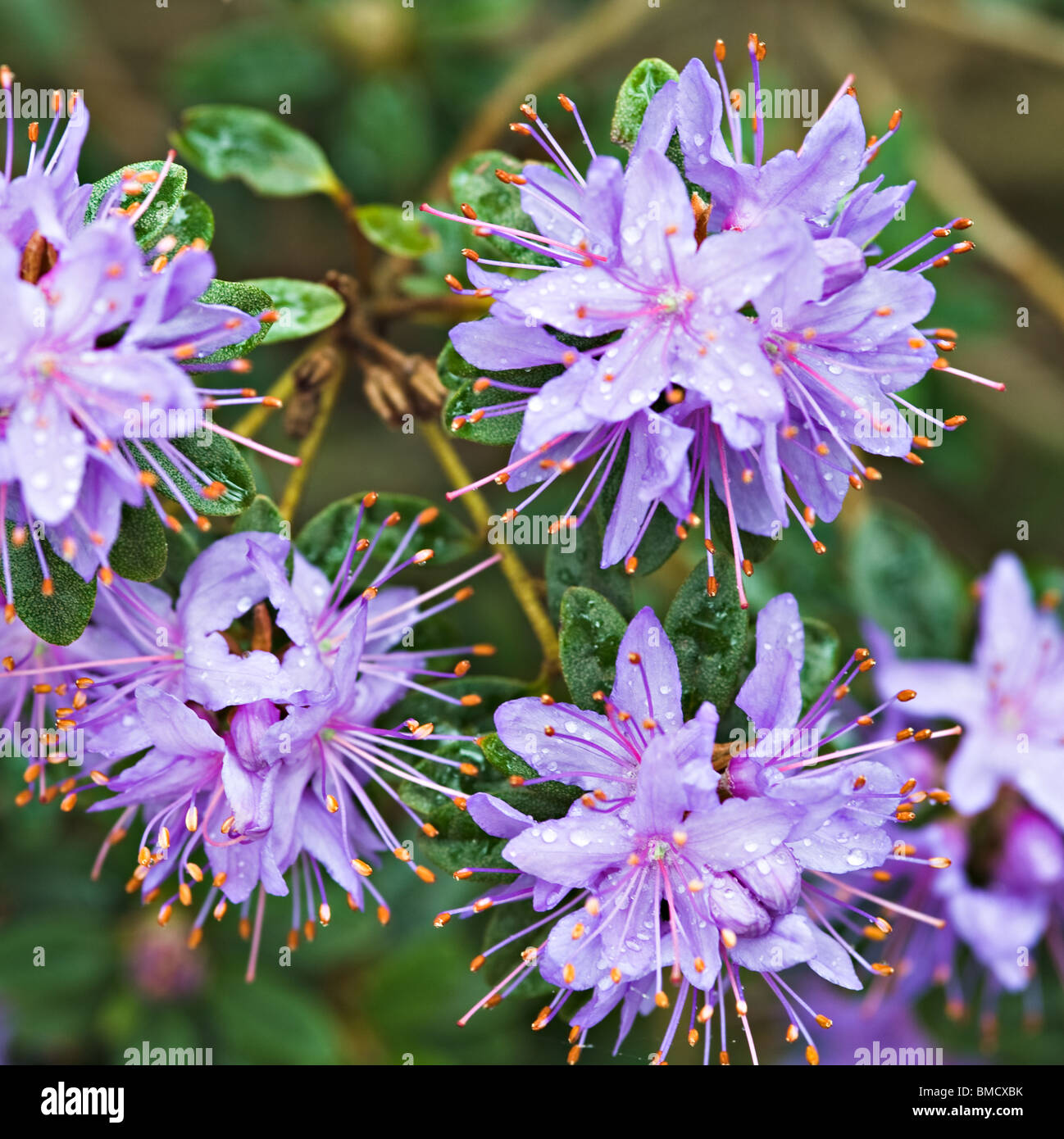 Closeup of Rhododendron Hippophaeoides Flowers in Bergen Arboretum Norway Stock Photo