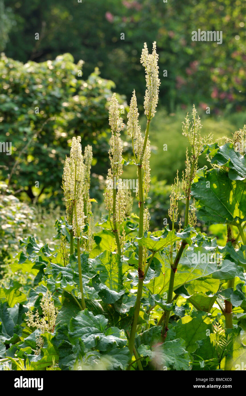 Chinese rhubarb (Rheum officinale) Stock Photo