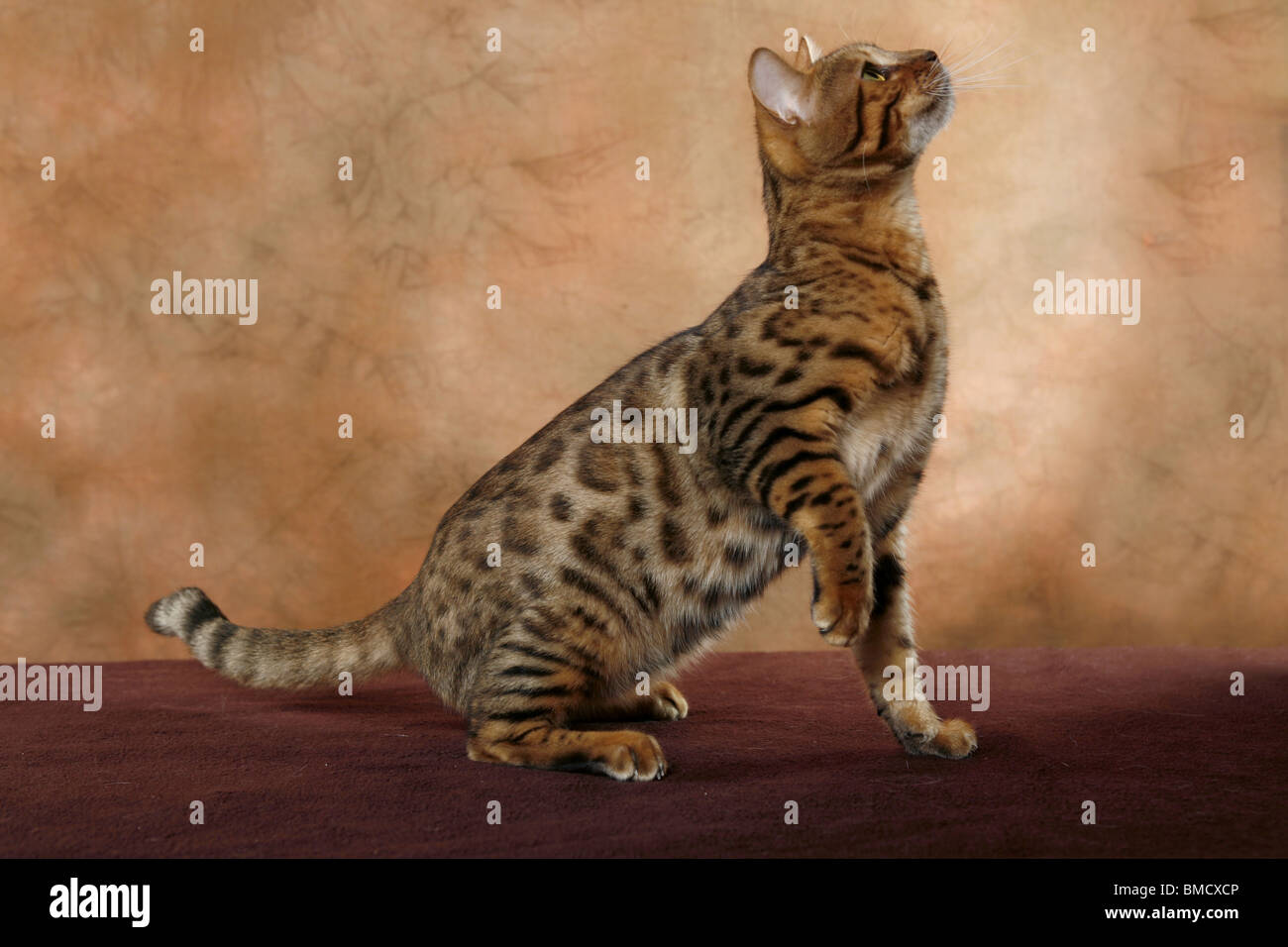 Bengal Katze Stock Photo