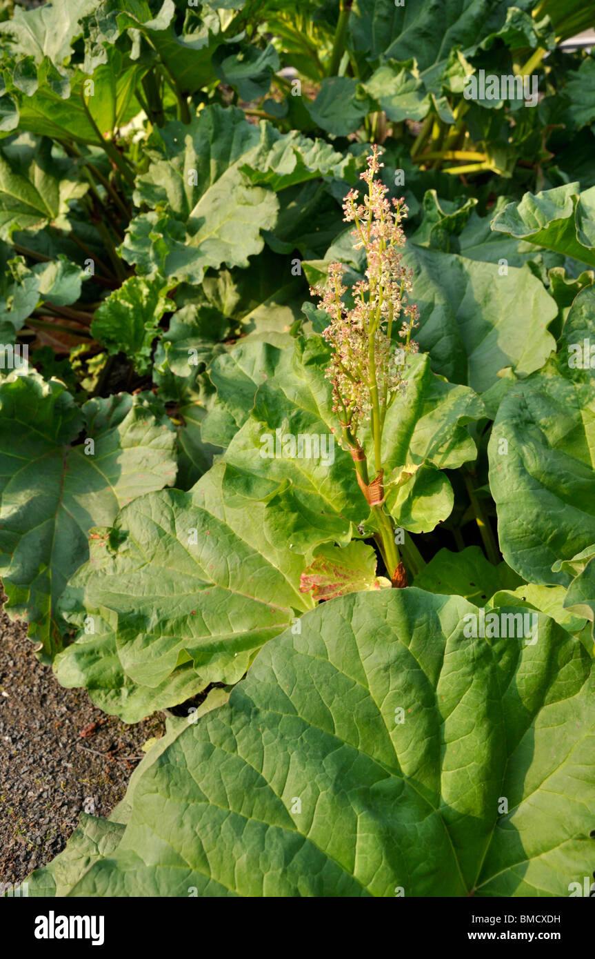 Chinese rhubarb (Rheum officinale) Stock Photo