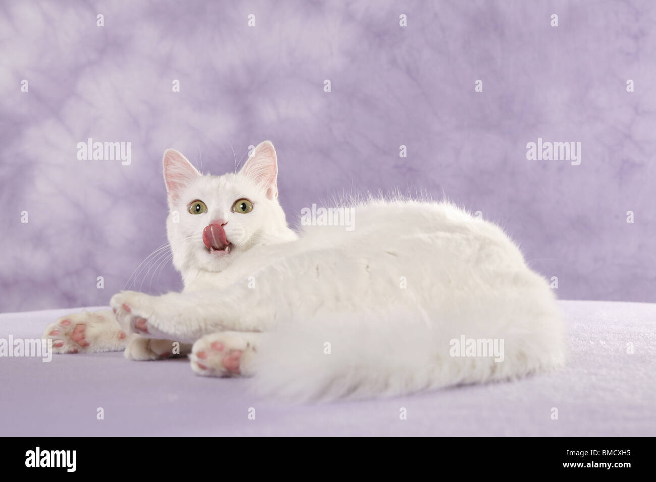 weiße Türkisch Van / white cat Stock Photo