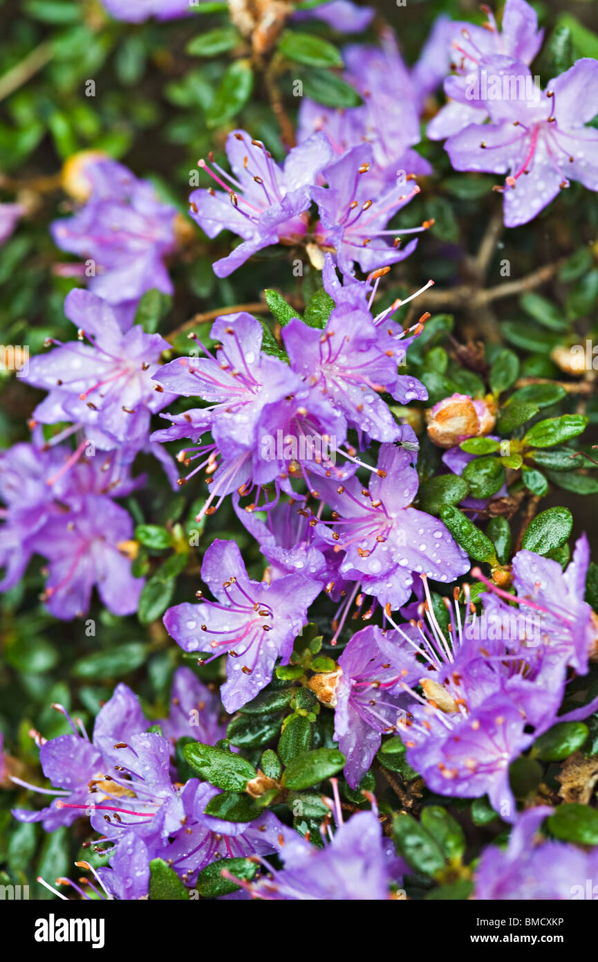 Closeup of Rhododendron Impeditum Flowers in Bergen Arboretum Norway Stock Photo