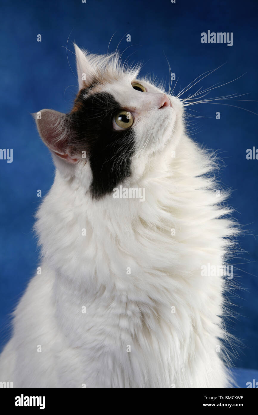 Türkisch Van Portrait Stock Photo Alamy