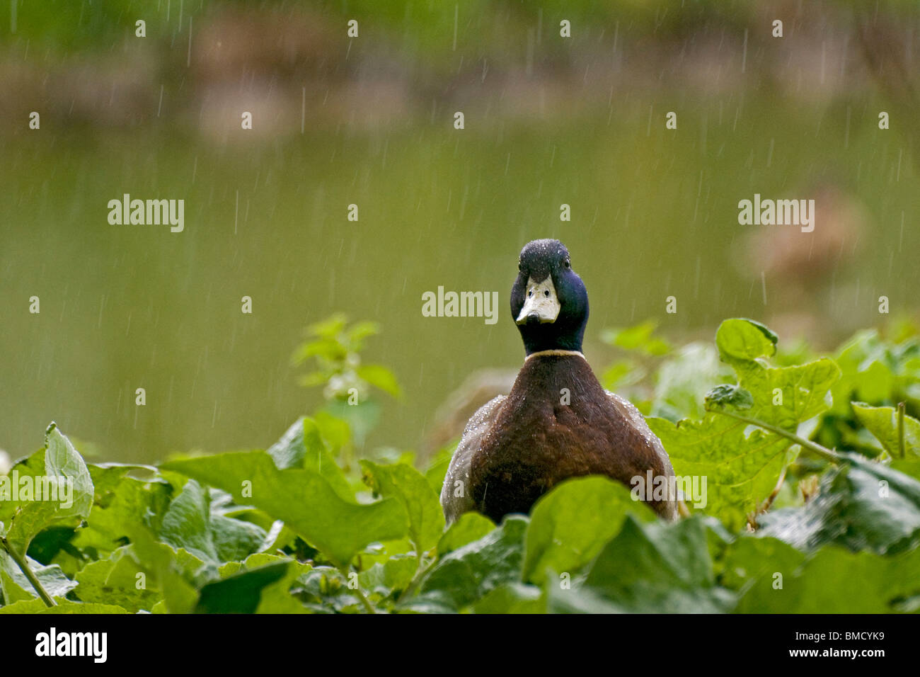 A male mallard looking fed up in the rain Stock Photo