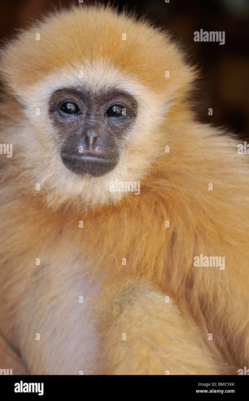 Lar gibbon known white handed gibbon hires stock photography and