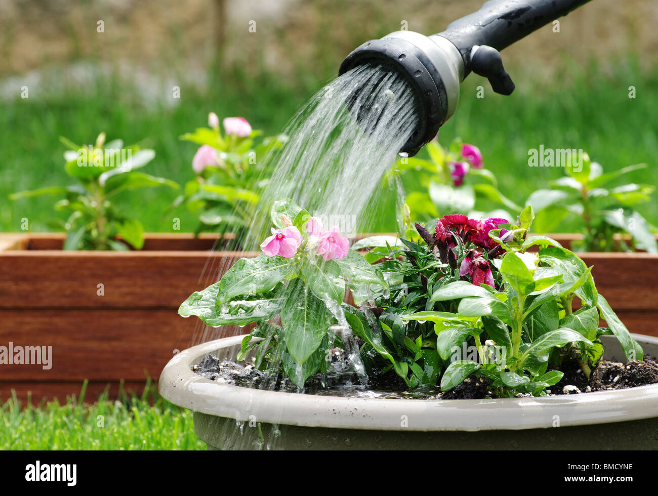Shower flowers in garden boxes Stock Photo Alamy