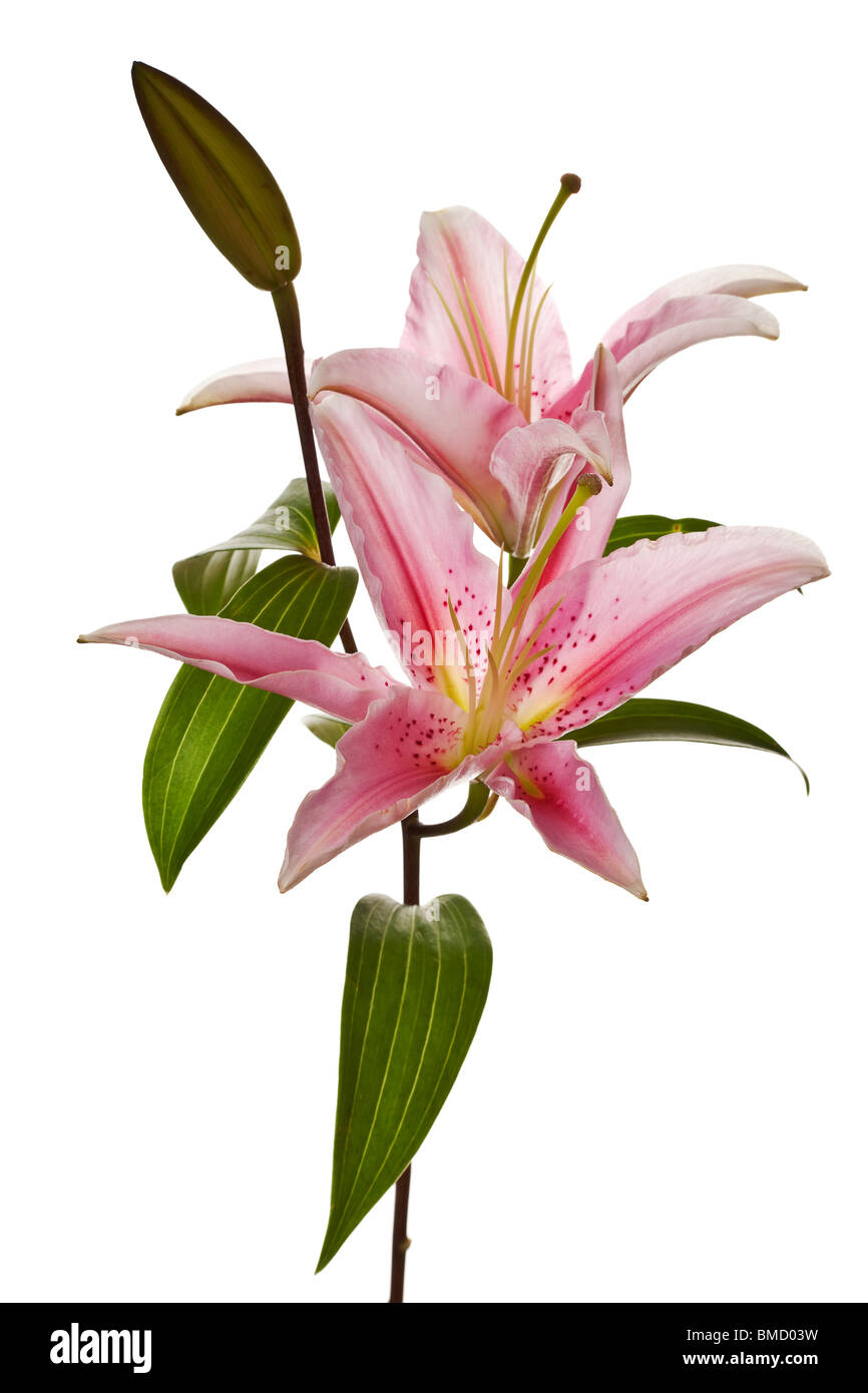 pink lily flowers isolated on a white background Stock Photo - Alamy