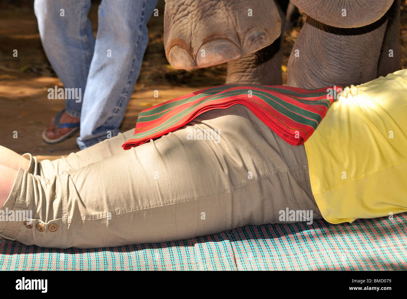 An elephant stepping on a tourists butt to give a special Thai Massage.  Elephant show, Kanchanaburi province, Thailand Stock Photo - Alamy