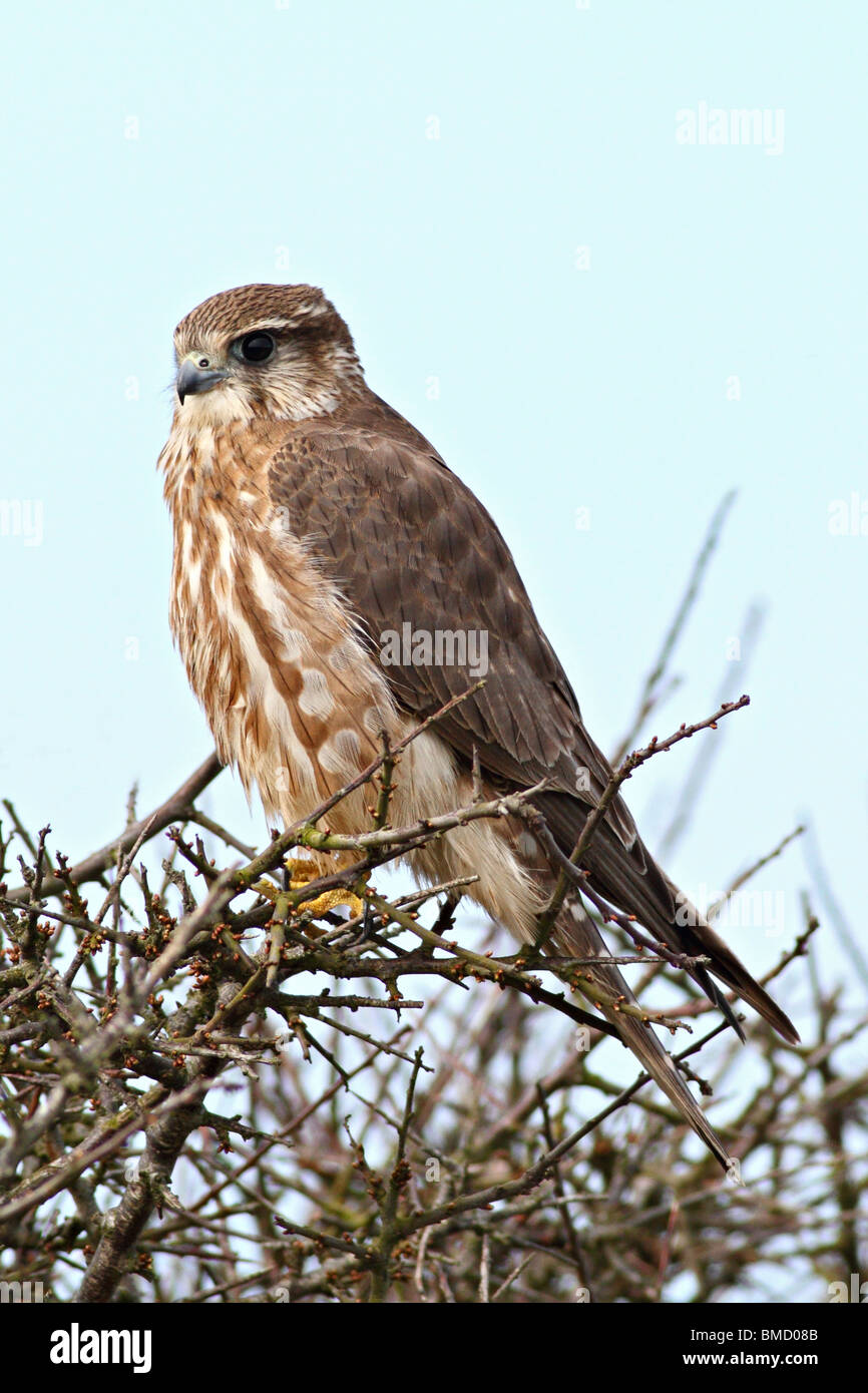 Female Merlin, Falco columbarius at Martin's Haven, Wales, UK Stock Photo