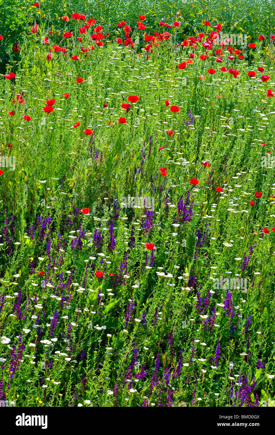 Various wildflowers hi-res stock photography and images - Alamy
