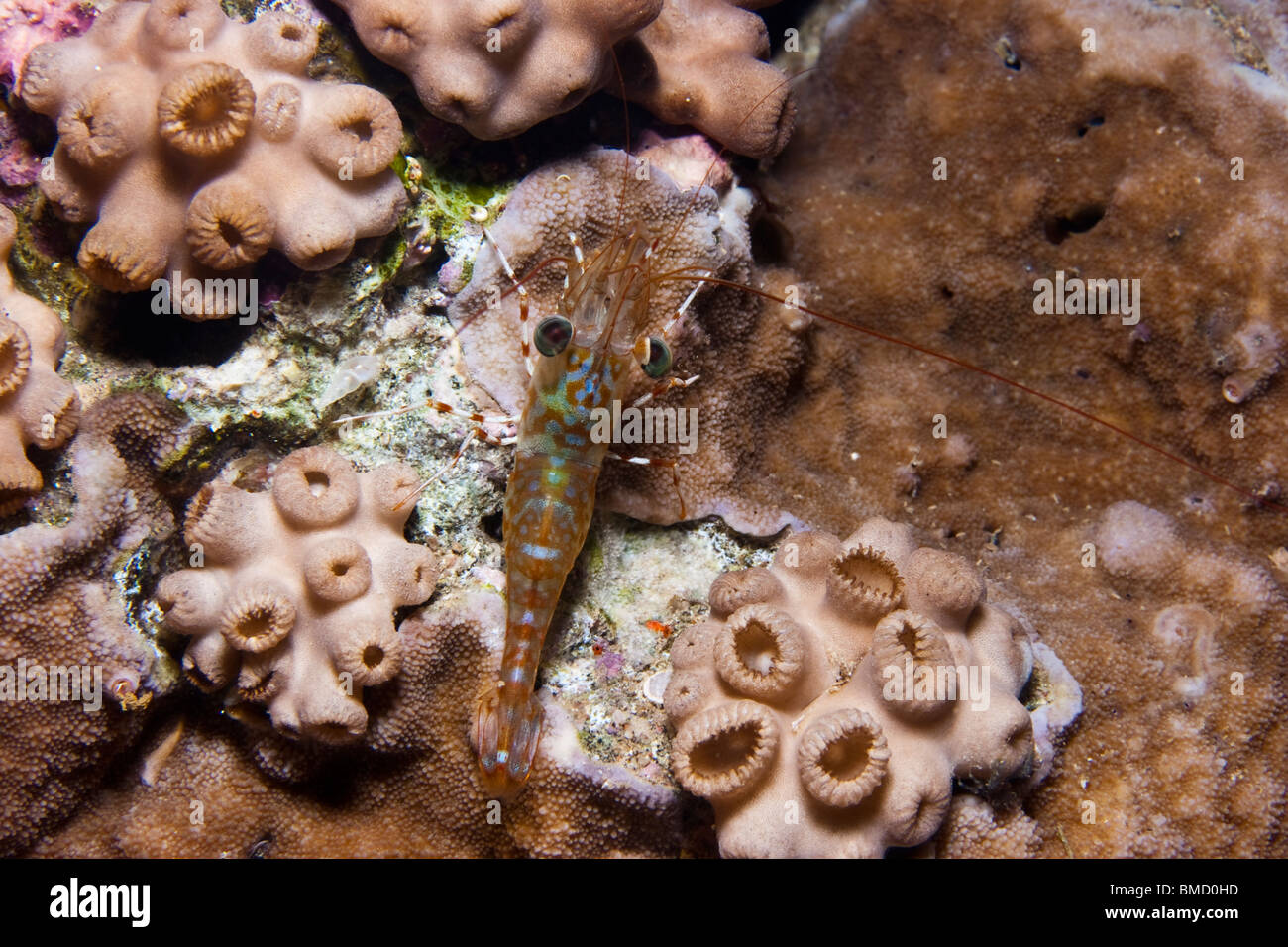 Henderson's dancing shrimp aka Hinge beak shrimp (Cinetorhynchus hendersoni) Stock Photo