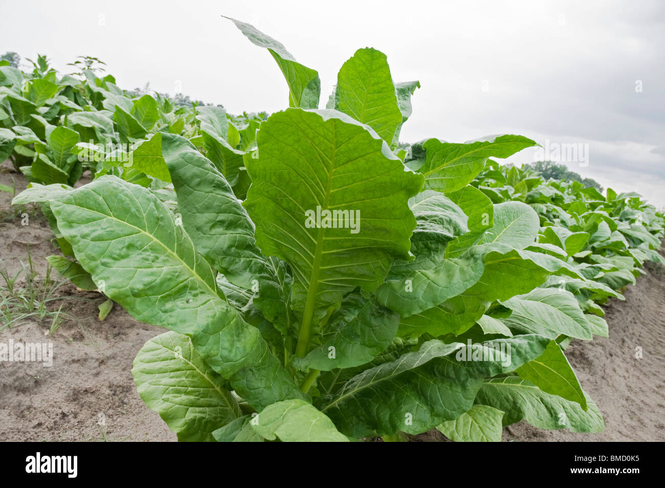 closeup of tobacco plant in tobacco field Alachua Florida Stock Photo Alamy