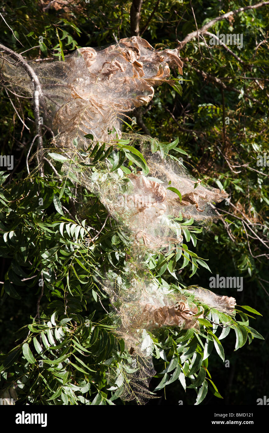 Fall webworm pecan tree hi-res stock photography and images - Alamy