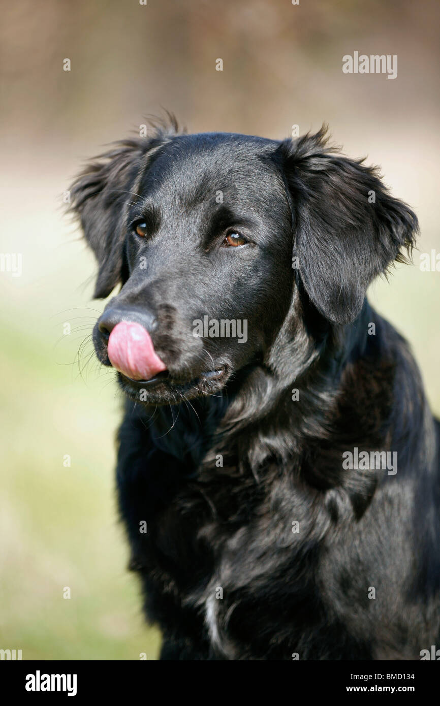 schwarzer Hund / black dog Stock Photo