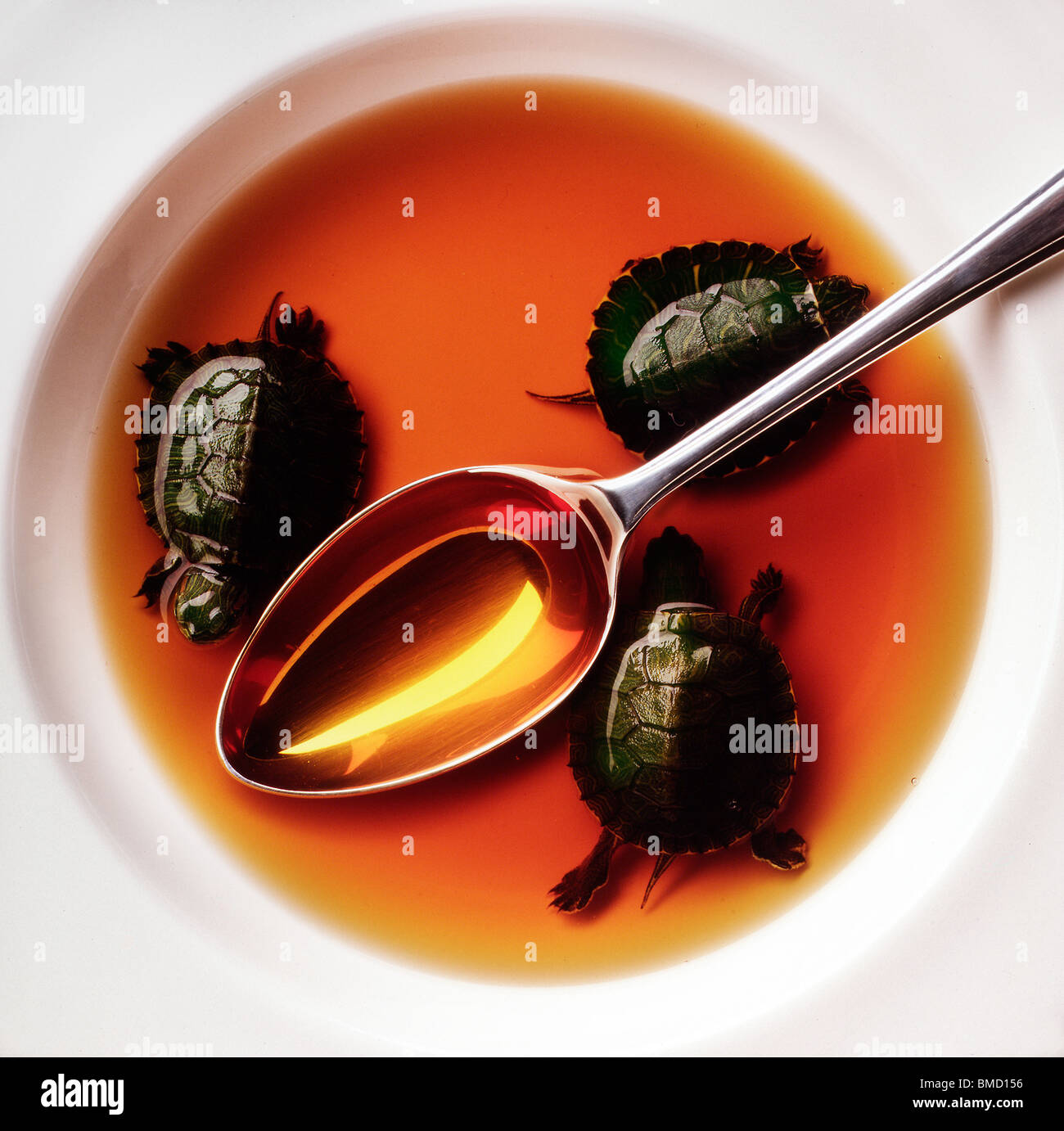 Turtle soup Stock Photo