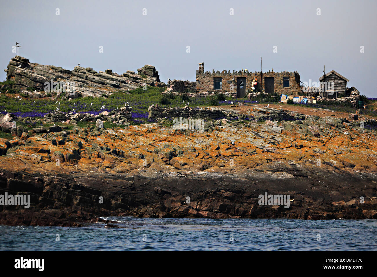 Old Hut and puffins on Burhou Island off Alderney, Channel Island, United Kingdom Stock Photo