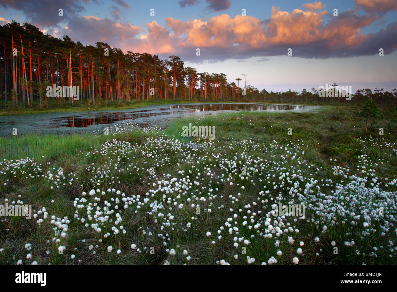 Hare's-tail Cottongrass (Eriophorum vaginatum) in bog, Spring 2010, Estonia Stock Photo