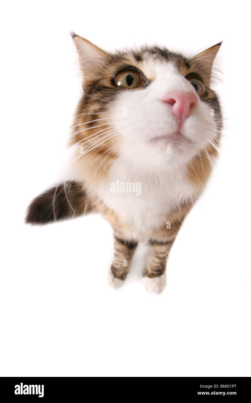 Norwegische Waldkatze / norwegian forest cat Stock Photo