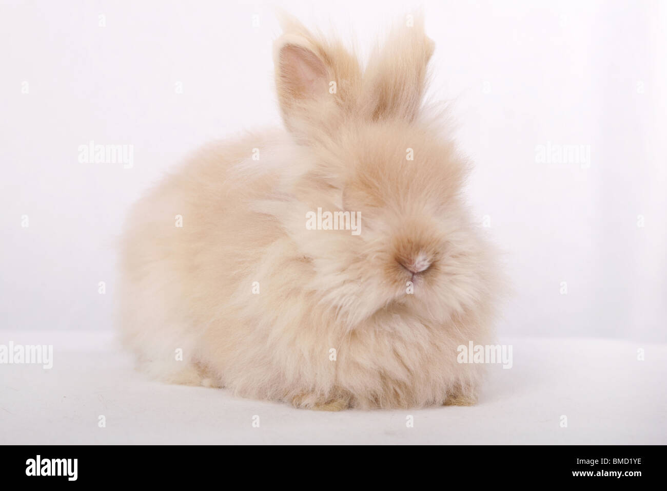 Teddydwerg Rabbit Teddyzwerg / pygmy bunny Stock Photo - Alamy