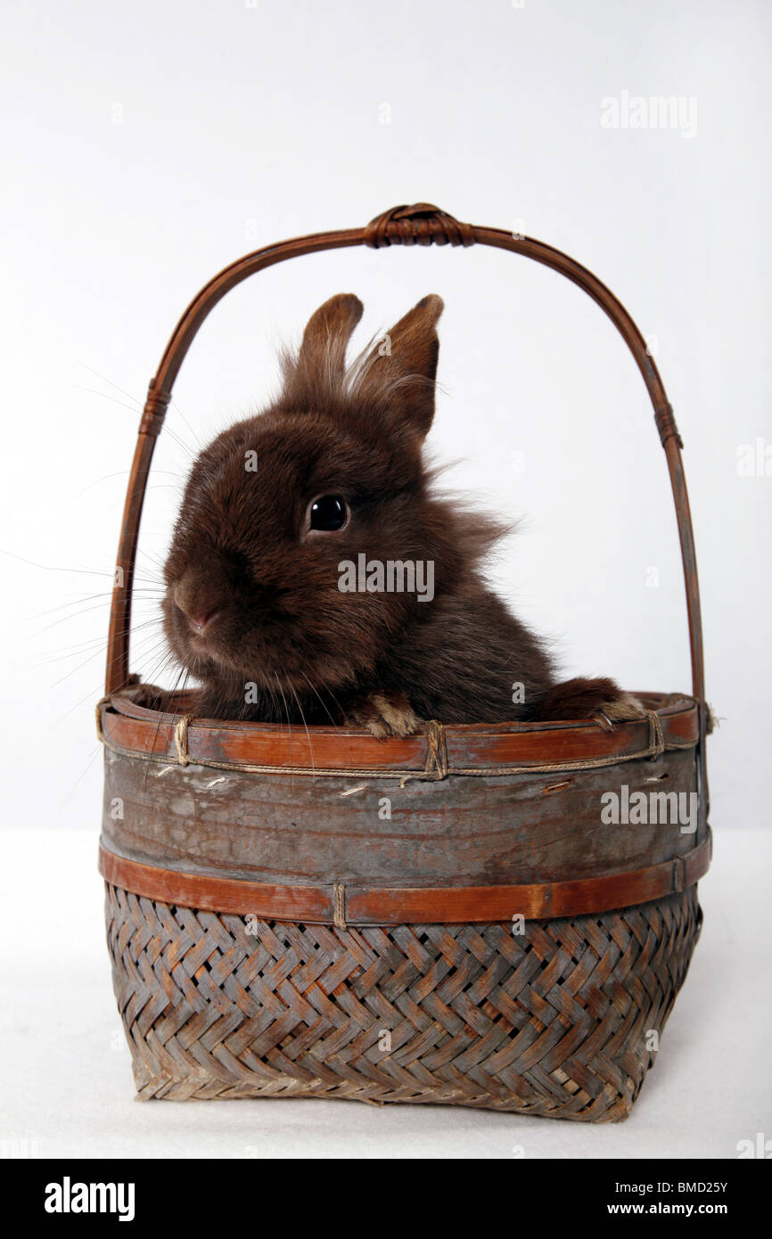 Löwenmähnenzwerg / pygmy bunny Stock Photo