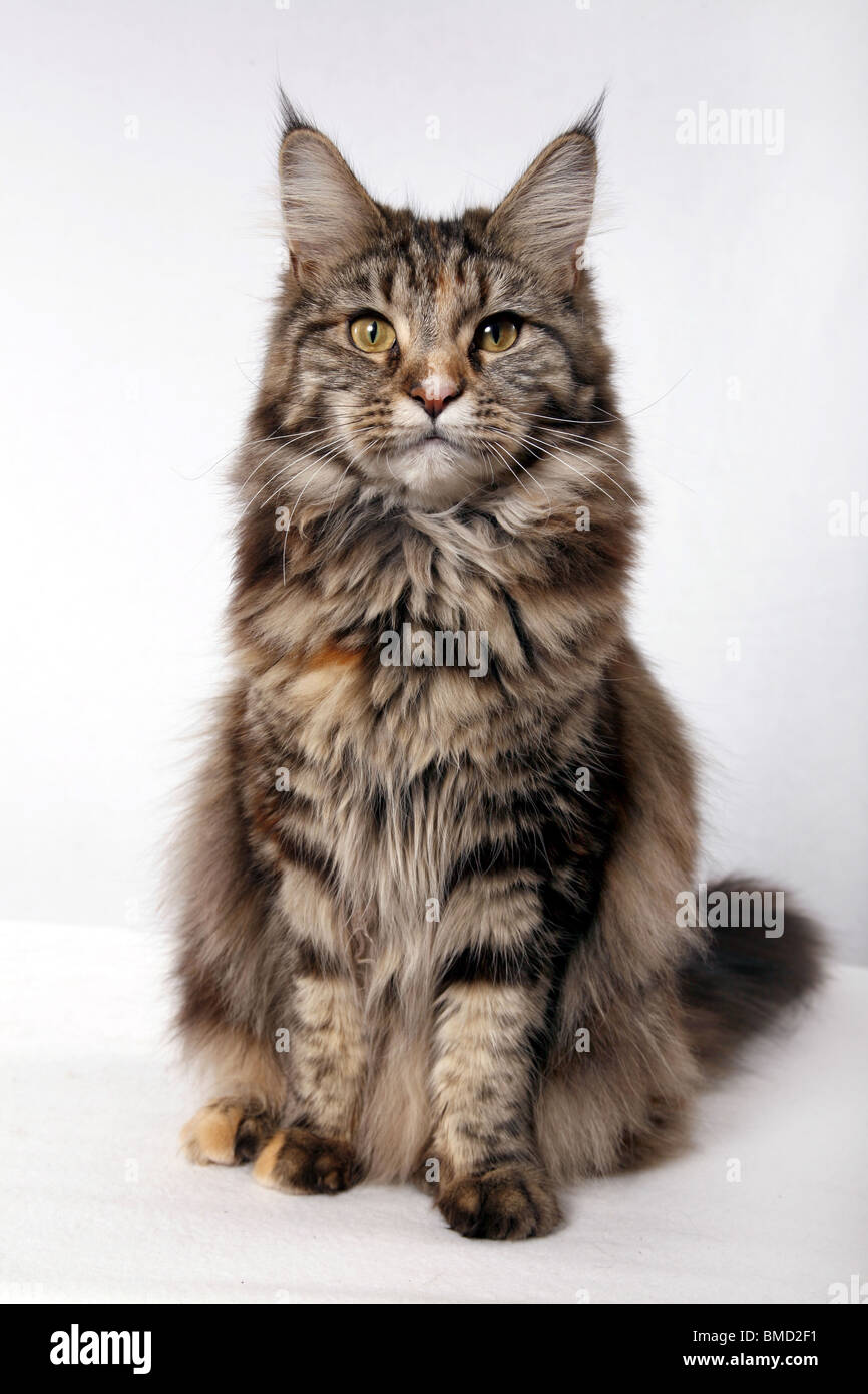 Amerikanische Waldkatze / American Forest Cat Stock Photo - Alamy